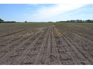 <b>PRICE REDUCED: $5,900 per acre</b><br>
This property offers productive tillable land along with two wooded areas.  Much of the larger woods near the road is on a ridge.  Investigate this area for a potential beautiful homesite as well as for hunting and recreational opportunities. <br>
<b>156.9+/- </b>Total Acres | <b>145.83+/-</b> Tillable Cropland Acres per FSA | <b>10+/-</b> Wooded Acres - 156.9+/- Acres For Sale - Cropland, Woods for Hunting/Recreational & Potential Building Sites